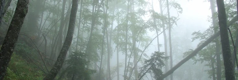 Fallece un trabajador en un accidente forestal