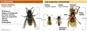 avispa-asiatica-1464540838658