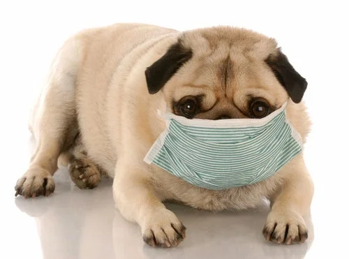 Perro con mascarilla