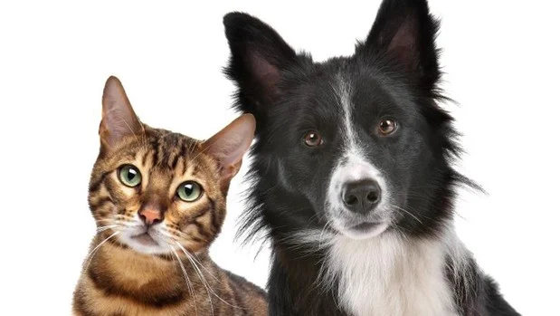 Gato y Perro