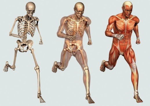 musculo esqueleticos